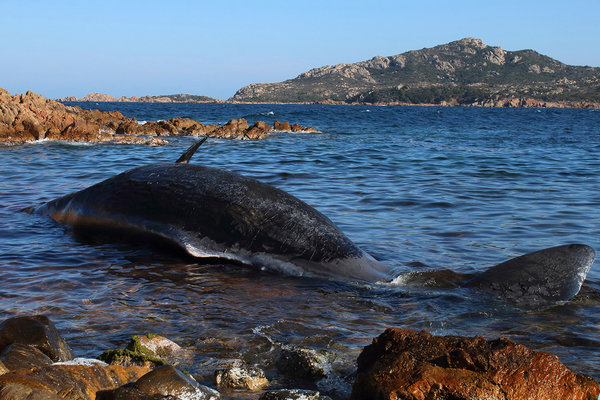 Whale Is Found Dead in Italy With 48 Pounds of Plastic in Its Stomach