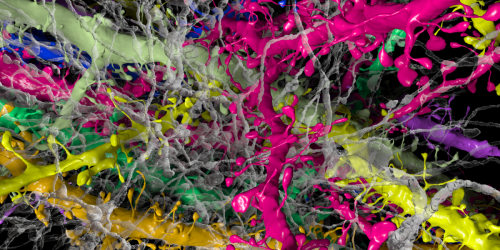 Inside the Moonshot Effort to Finally Figure Out the Brain